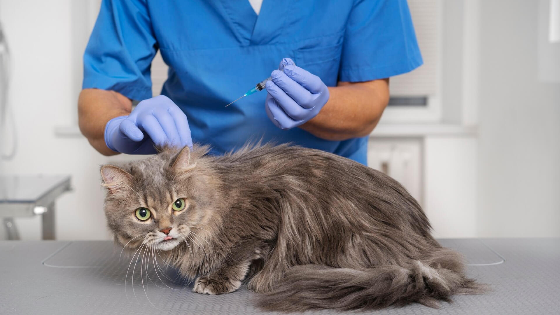 Wann ist eine Operation beim Tier wirklich notwendig?